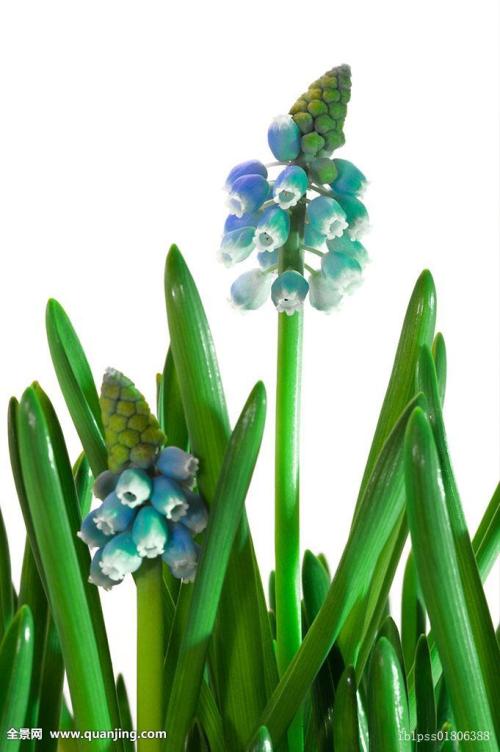 ͻ˹йԮͻҽƶӰ䷢֤